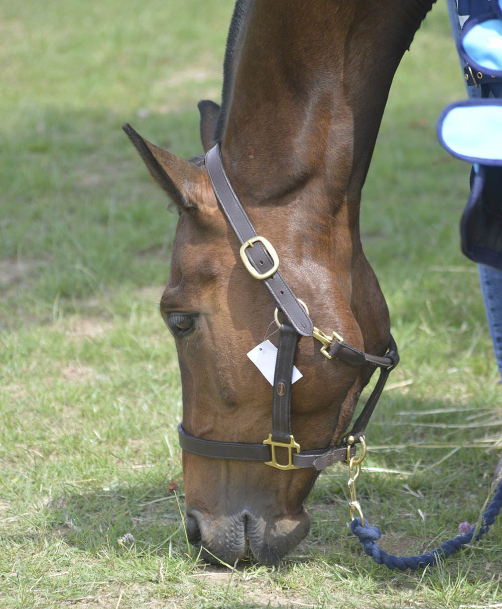 Horse Leather Head Collars